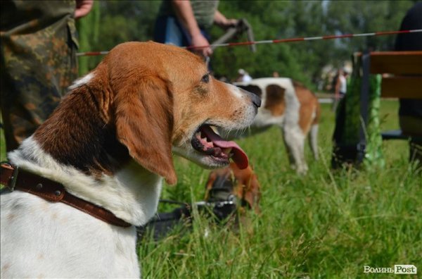 У Луцьку ‒ виставка мисливських собак. ФОТО 