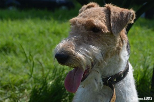 У Луцьку ‒ виставка мисливських собак. ФОТО 