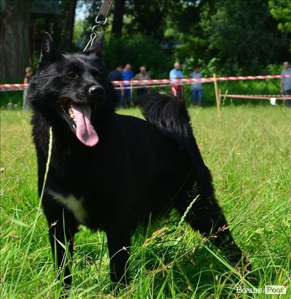 У Луцьку ‒ виставка мисливських собак. ФОТО 