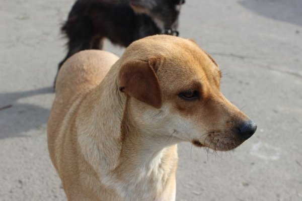 Луцькі діти власними руками змайстрували будки для собак . ФОТО