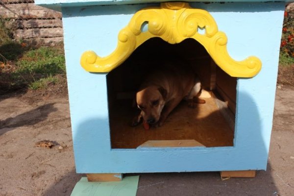 Луцькі діти власними руками змайстрували будки для собак . ФОТО