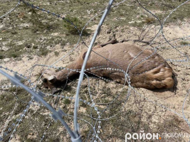 На Волині загинув олень, який намагався прорватися крізь прикордонне загородження. ФОТО 18+ 