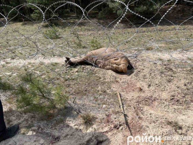 На Волині загинув олень, який намагався прорватися крізь прикордонне загородження. ФОТО 18+ 