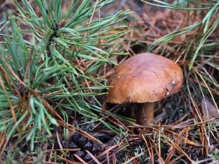Які гриби ростуть у лісах волинського Полісся в грудні
