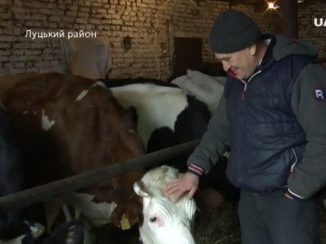 «Я не хочу їхати в Польщу, краще бути поганим хазяїном, чим добрим наймитом», – волинянин, який тримає 30 корів. ВІДЕО