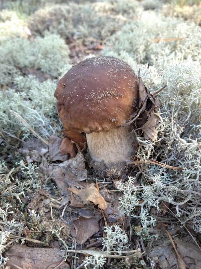 Волинські грибники у соцмережах хизуються чималим «уловом». ФОТО