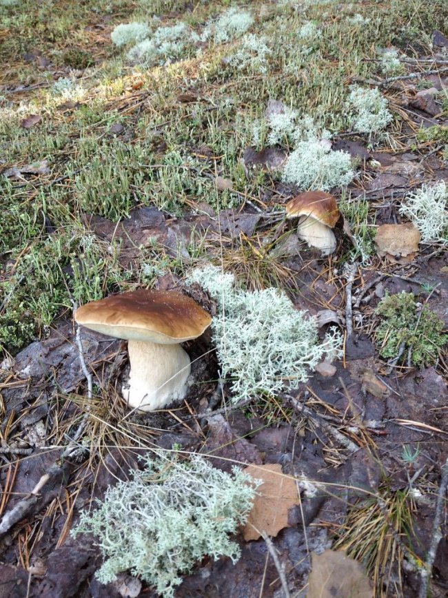 Волинські грибники у соцмережах хизуються чималим «уловом». ФОТО