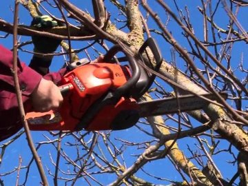 Волинян просять пообрізати дерева біля ліній електропередач