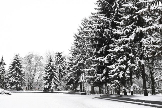 У Луцьку на меморіалі зрізують дерева. ФОТО