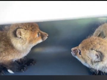 Продавав  лисеня за 2000грн: ковельські зоозахисники затримали браконьєра.ВІДЕО