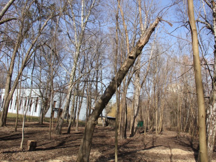 У Луцьку у центральному парку зрізатимуть аварійні дерева