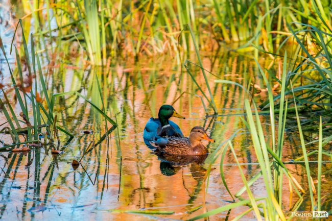 Осінь у Луцьку в деталях: макрозйомка. ФОТО