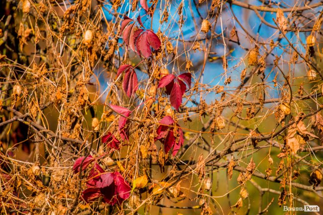 Осінь у Луцьку в деталях: макрозйомка. ФОТО