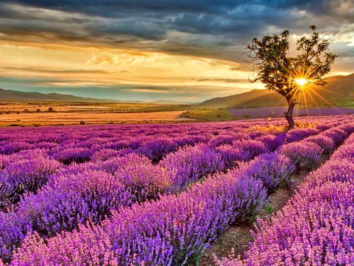 Фестиваль квітів «Волинська Лавандія» продовжили на тиждень