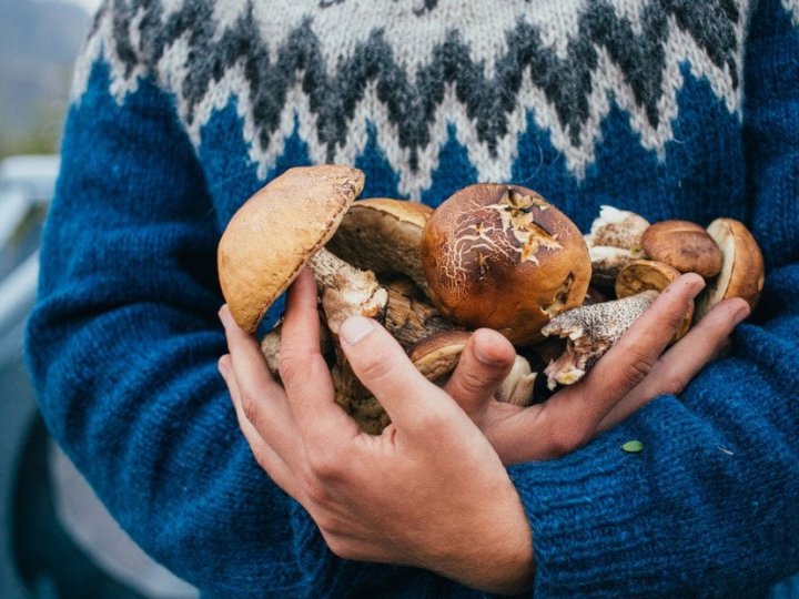 Як правильно збирати й готувати гриби, щоб уникнути отруєння: поради, які не можна ігнорувати