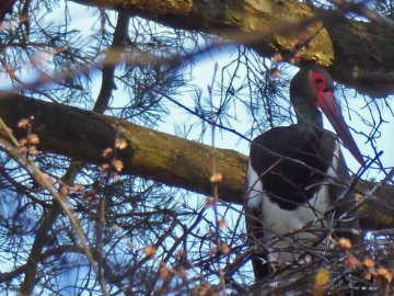 Повертається на одне й те ж місце: в нацпарк на Волині восьмий рік прилітає червонокнижний лелека