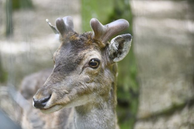 Йде до людей і любить смаколики: у лісі на Волині живе дружелюбний олень Борька