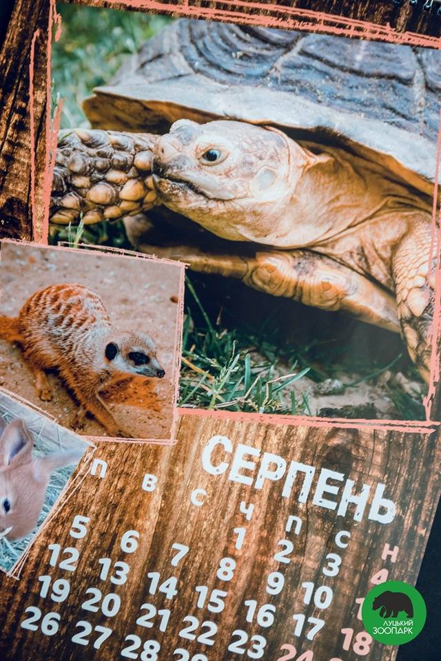 Зубаті і хвостаті: випустили календар з мешканцями луцького зоопарку. ФОТО