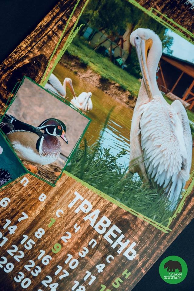 Зубаті і хвостаті: випустили календар з мешканцями луцького зоопарку. ФОТО