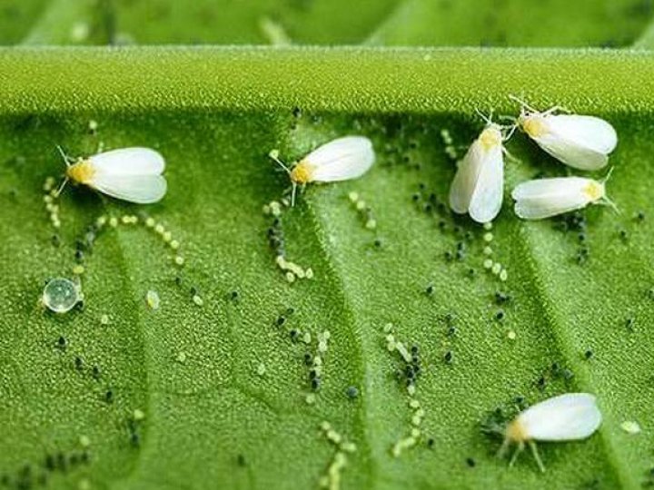 Білокрилка на городі: як позбутися шкідника за одне оброблення
