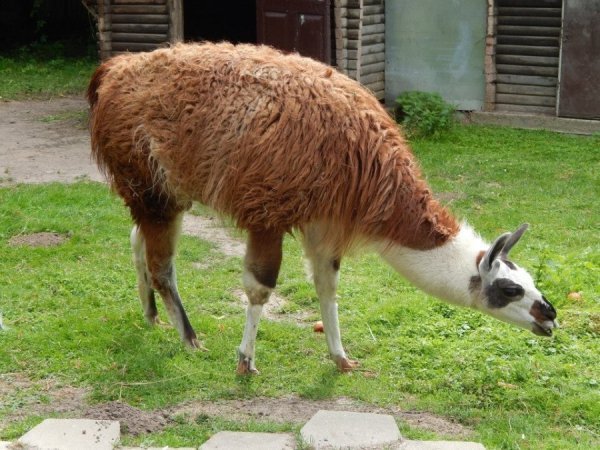 Благодійник подарував луцькому зоопарку дві тонни яблук