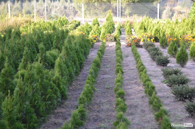 Поляків вражає робота волинських селекційних розсадників