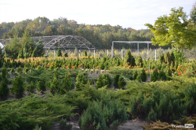Поляків вражає робота волинських селекційних розсадників