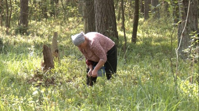 Сезон чорниці на Волині: які ціни на ринку
