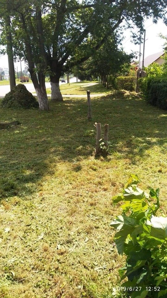 Лучанин, який незаконно зрізав декілька дерев, заплатить штраф. ФОТО