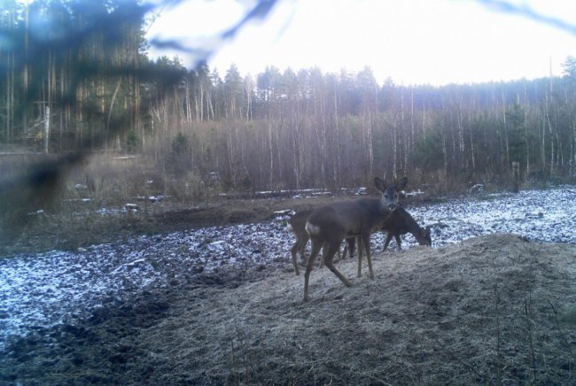 Як взимку у волинських лісах підгодовують диких звірів. ФОТО