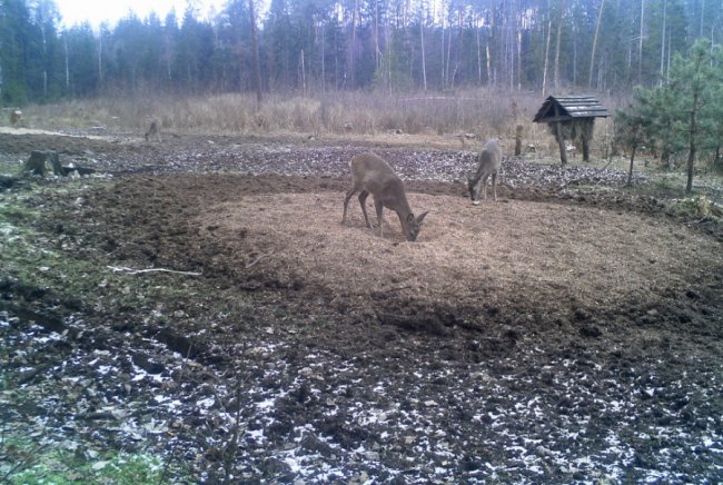 Як взимку у волинських лісах підгодовують диких звірів. ФОТО