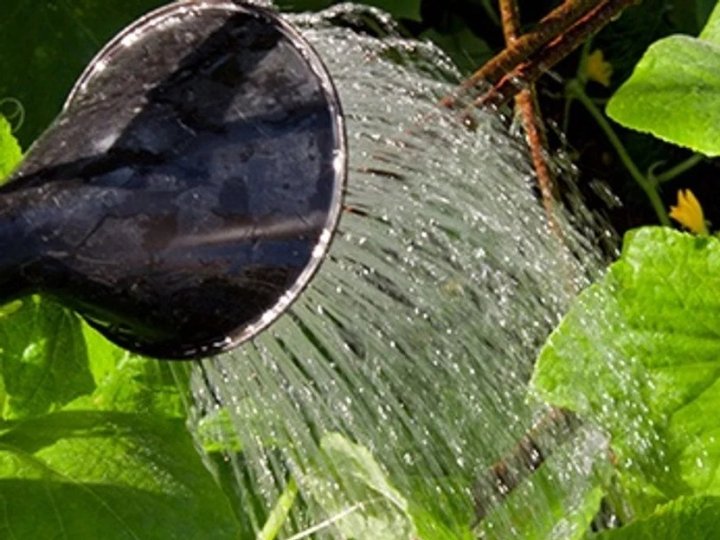 Як поливати огірки у спеку та чим підживити: поради досвідчених садіників