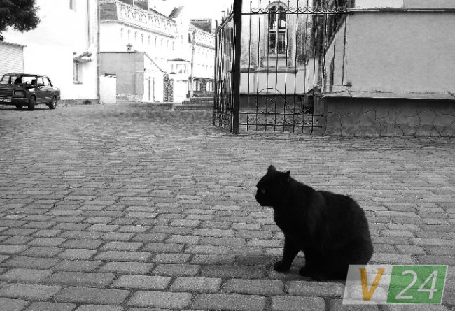 Історія гордого Мурчика, або Як чорний кіт потрапив у луцький монастир