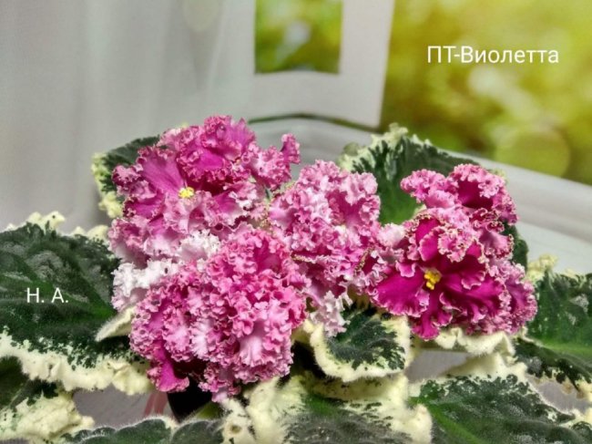 Волинянка вирощує понад 400 сортів фіалок. ФОТО