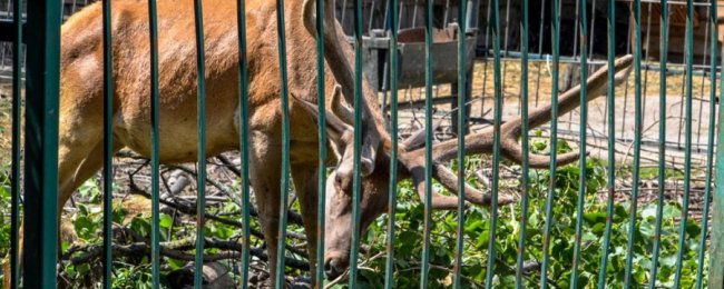 Порятунок від спеки: для мешканців Луцького зоопарку окремо замовляють питну воду