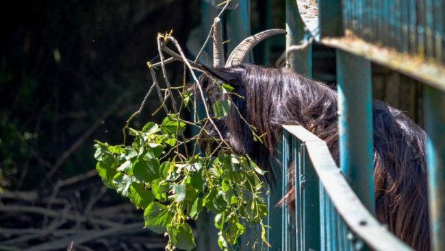 Порятунок від спеки: для мешканців Луцького зоопарку окремо замовляють питну воду