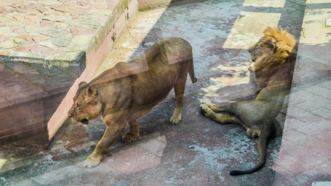 Порятунок від спеки: для мешканців Луцького зоопарку окремо замовляють питну воду