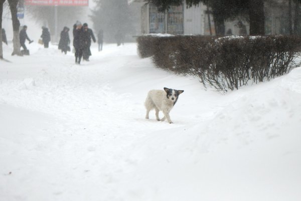 Снігопад у Луцьку. ФОТО