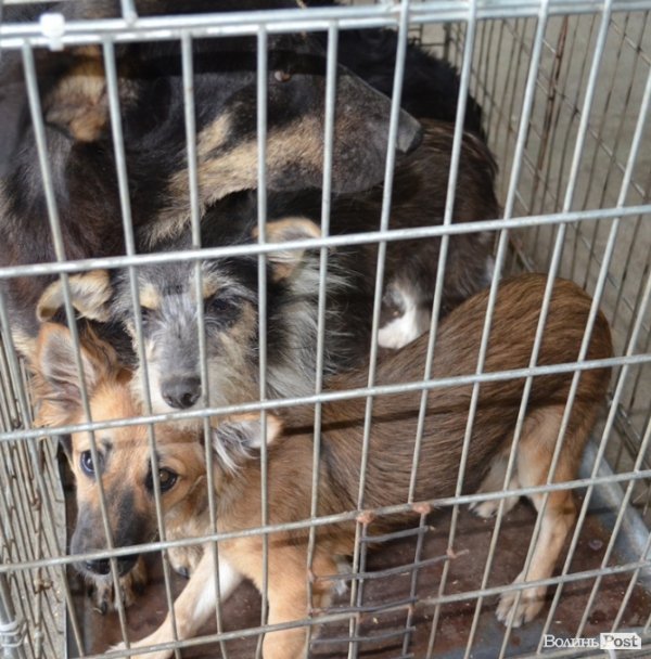 Як болгари каструють луцьких бродячих котів і собак. ФОТО