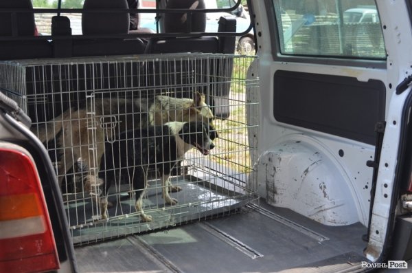 Як болгари каструють луцьких бродячих котів і собак. ФОТО
