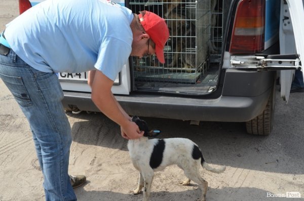 Як болгари каструють луцьких бродячих котів і собак. ФОТО