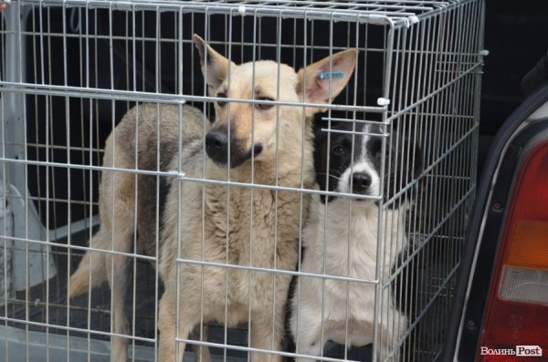 Як болгари каструють луцьких бродячих котів і собак. ФОТО