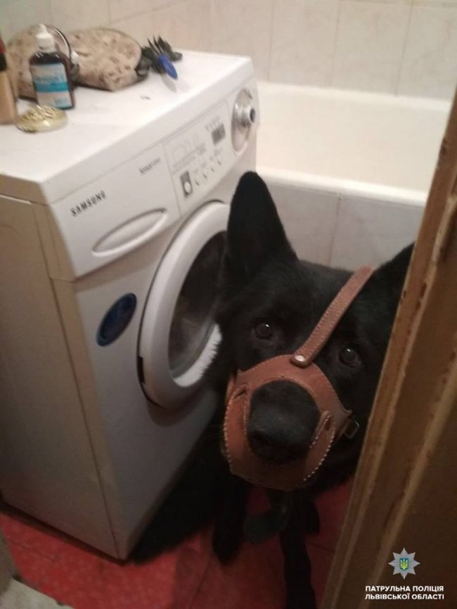 Львівські пристрасті: крадія з Луцька знайшли у шафі жінки, яка заявила про зґвалтування. ФОТО