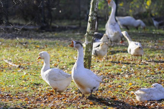 Мешканці Луцького зоопарку – в очікуванні зими. ФОТО