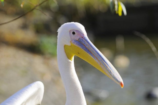 Мешканці Луцького зоопарку – в очікуванні зими. ФОТО