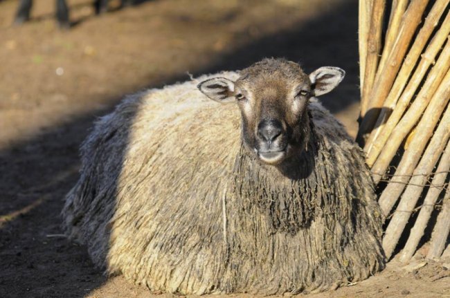 Мешканці Луцького зоопарку – в очікуванні зими. ФОТО