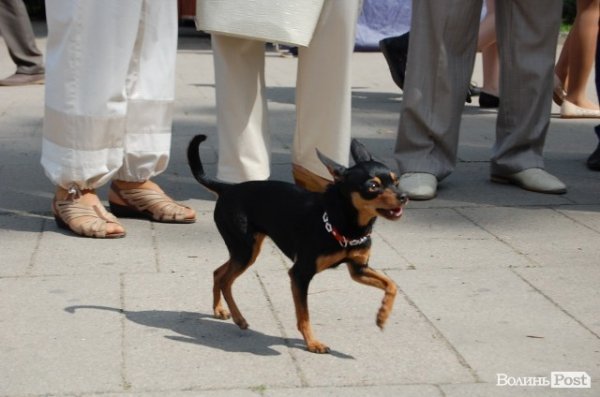 У Луцьку – святковий концерт до Дня Перемоги. ФОТО