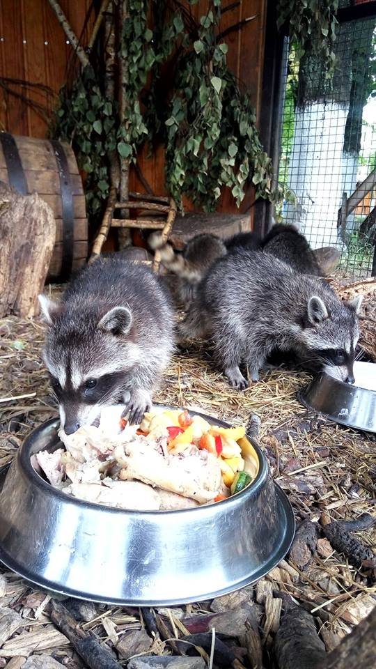 Маленьких єнотиків у Луцькому зоопарку виховує чужа мама