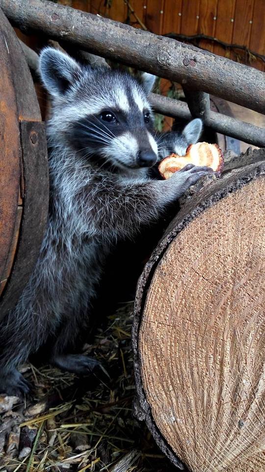 Маленьких єнотиків у Луцькому зоопарку виховує чужа мама