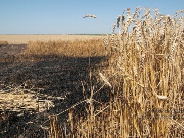 На Волині згоріло 44 гектари пшениці